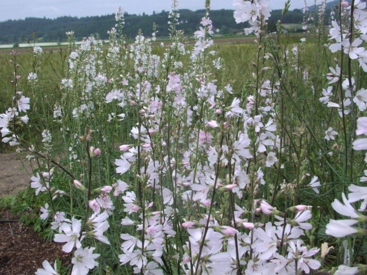 Meadow Checkermallow Seeds (Sidalcea campestris) - Northwest Meadowscapes