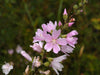 Meadow Checkermallow Seeds (Sidalcea campestris) - Northwest Meadowscapes