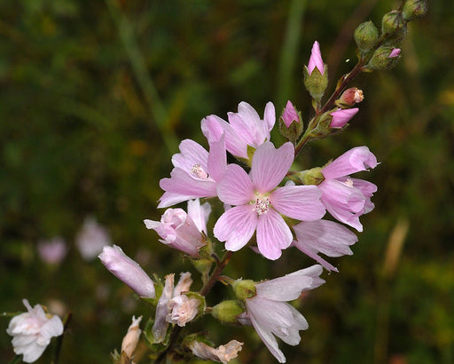 Meadow Checkermallow Seeds (Sidalcea campestris) - Northwest Meadowscapes