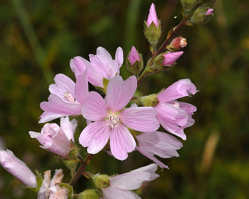 Meadow Checkermallow Seeds (Sidalcea campestris) - Northwest Meadowscapes