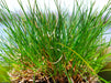Molate Red Fescue Seeds (Festuca rubra var. ‘molate’) - Northwest Meadowscapes