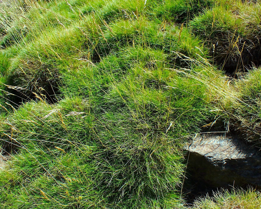 Molate Red Fescue Seeds (Festuca rubra var. ‘molate’) - Northwest Meadowscapes