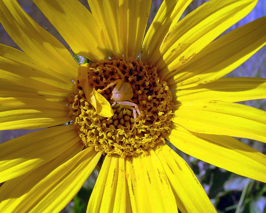Mule's Ears Seeds (Wyethia angustifolia) - Northwest Meadowscapes