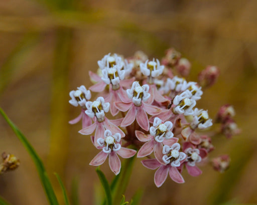 Narrowleaf Milkweed Seeds (Asclepias fascicularis) - Northwest Meadowscapes