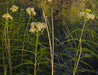 Narrowleaf Milkweed Seeds (Asclepias fascicularis) - Northwest Meadowscapes
