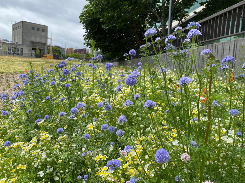 midwest pollinator wildflower seed mix Native Pollinator Meadow Seed Mix 1 (For West of the Cascades)