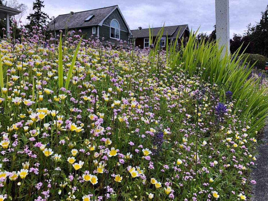 meadow flower seeds mix Native Pollinator Meadow Seed Mix 1 (For West of the Cascades)