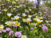 Native Pollinator Meadow Seed Mix 1 (For West of the Cascades) - Northwest Meadowscapes