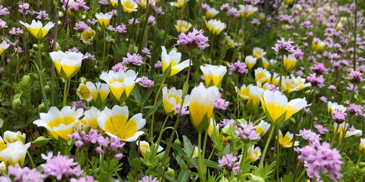 meadow flower seeds bulk Native Pollinator Meadow Seed Mix 1 (For West of the Cascades) — Northwest Meadowscapes