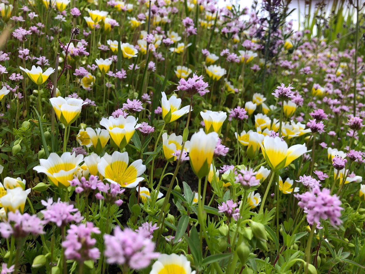 wildflower seeds washington Native Pollinator Meadow Seed Mix 1 (For West of the Cascades)