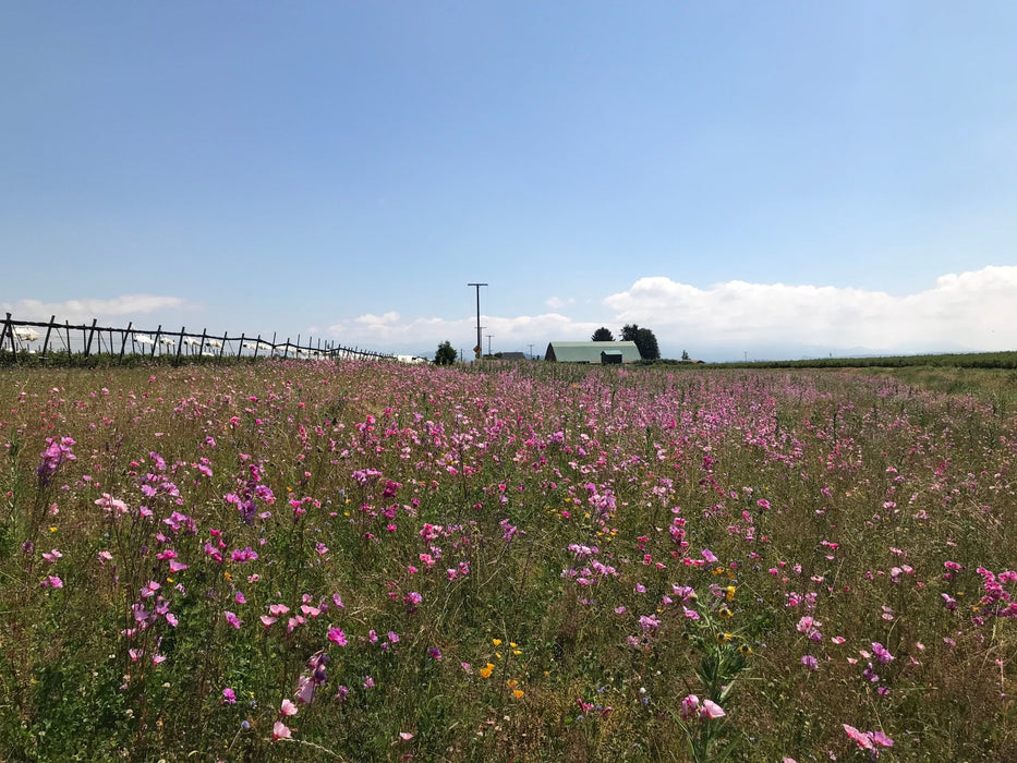 wild flower meadow seed mix Native Pollinator Meadow Seed Mix 1 (For West of the Cascades) — Northwest Meadowscapes