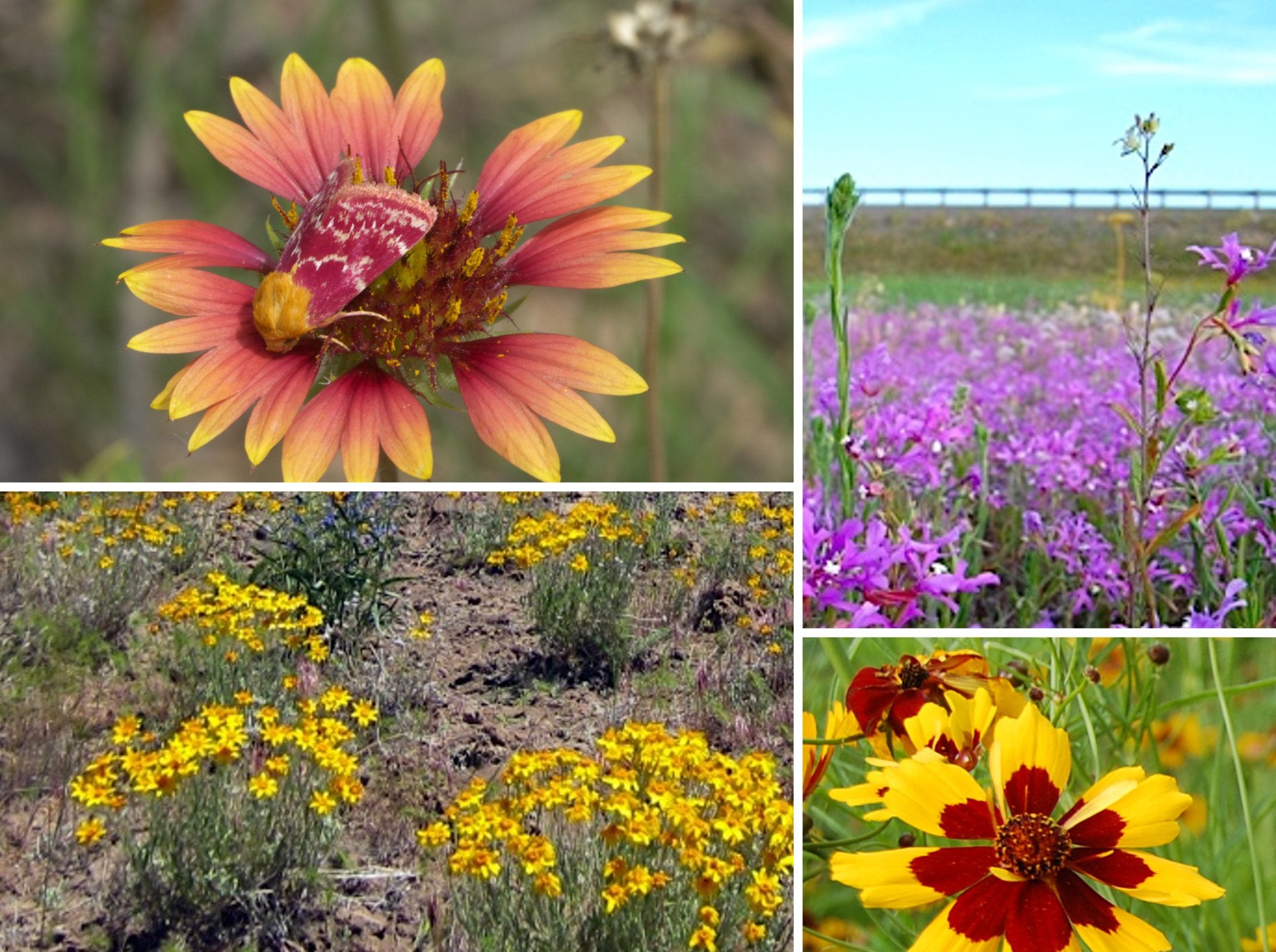 Pollinator Mixes — Northwest Meadowscapes
