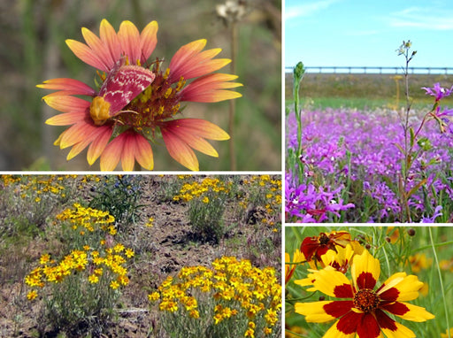 Native Pollinator Meadow Seed Mix 2 (For the Inland West) - Northwest Meadowscapes