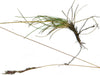 Native Red Fescue Seeds (Festuca rubra) - Northwest Meadowscapes