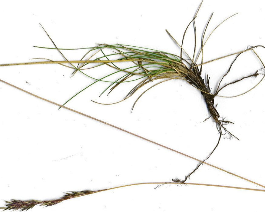 Native Red Fescue Seeds (Festuca rubra) - Northwest Meadowscapes