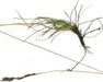 Native Red Fescue Seeds (Festuca rubra) - Northwest Meadowscapes