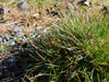 Native Red Fescue Seeds (Festuca rubra) - Northwest Meadowscapes