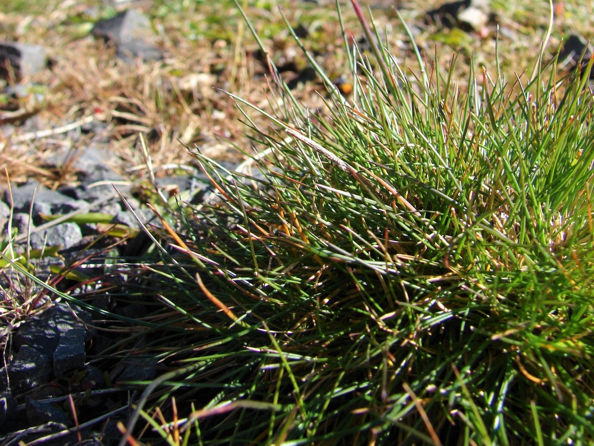 Native Red Fescue Seeds (Festuca rubra) — Northwest Meadowscapes