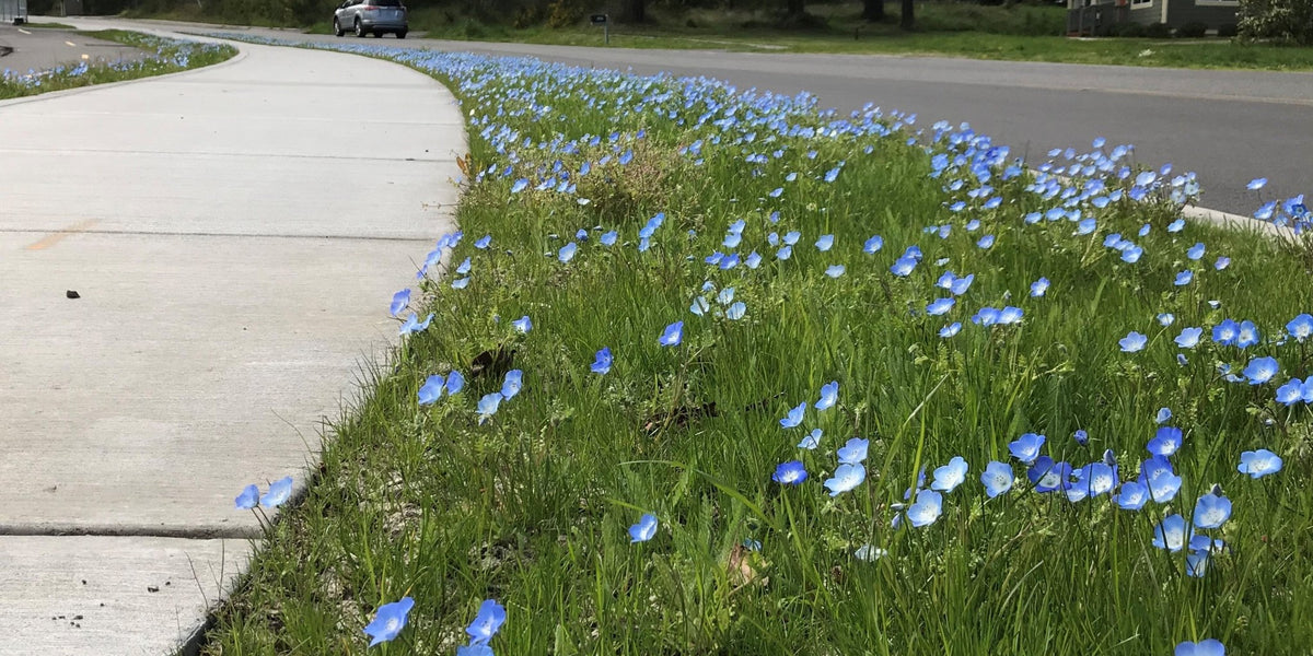 lawn flower seeds Native Bee Lawn Seed Mix (West Coast)