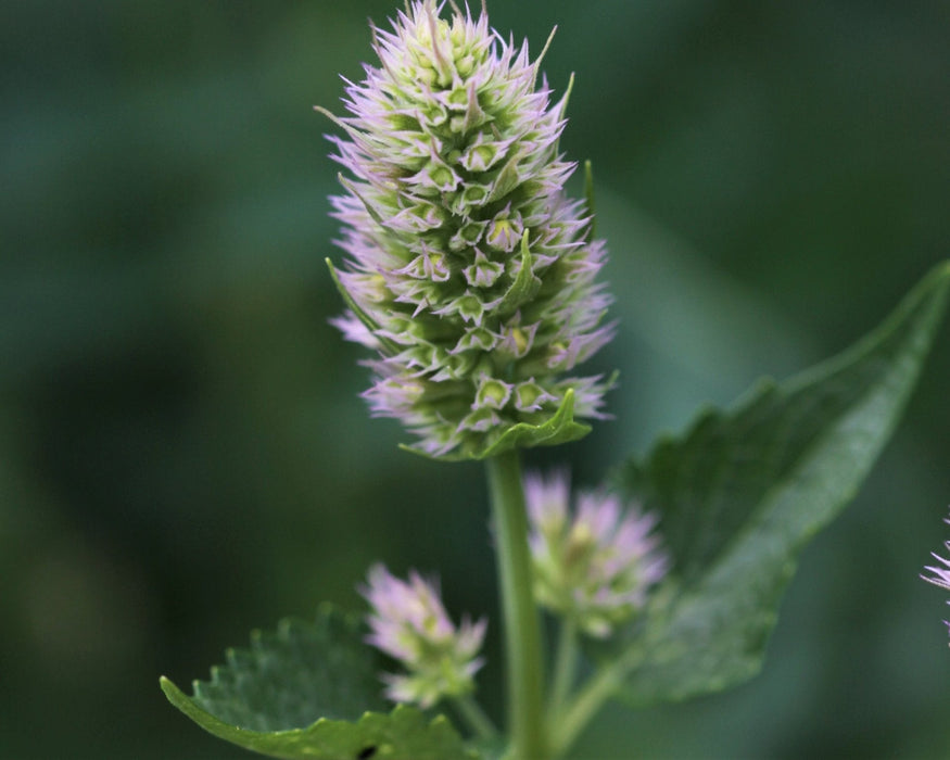Nettleleaf Horsemint Seeds (Agastache urticifolia) - Northwest Meadowscapes