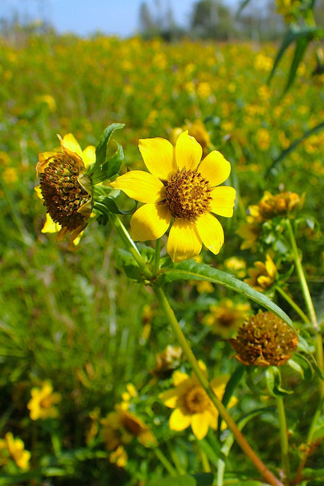 marigold.seeds Nodding Bur-Marigold Seeds (Bidens cernua) — Northwest Meadowscapes
