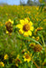 Nodding Bur-Marigold Seeds (Bidens cernua) - Northwest Meadowscapes