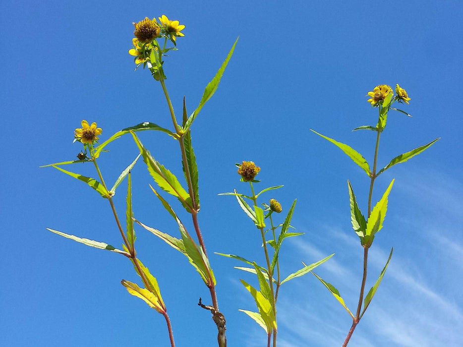 bidens flower seeds Nodding Bur-Marigold Seeds (Bidens cernua) — Northwest Meadowscapes