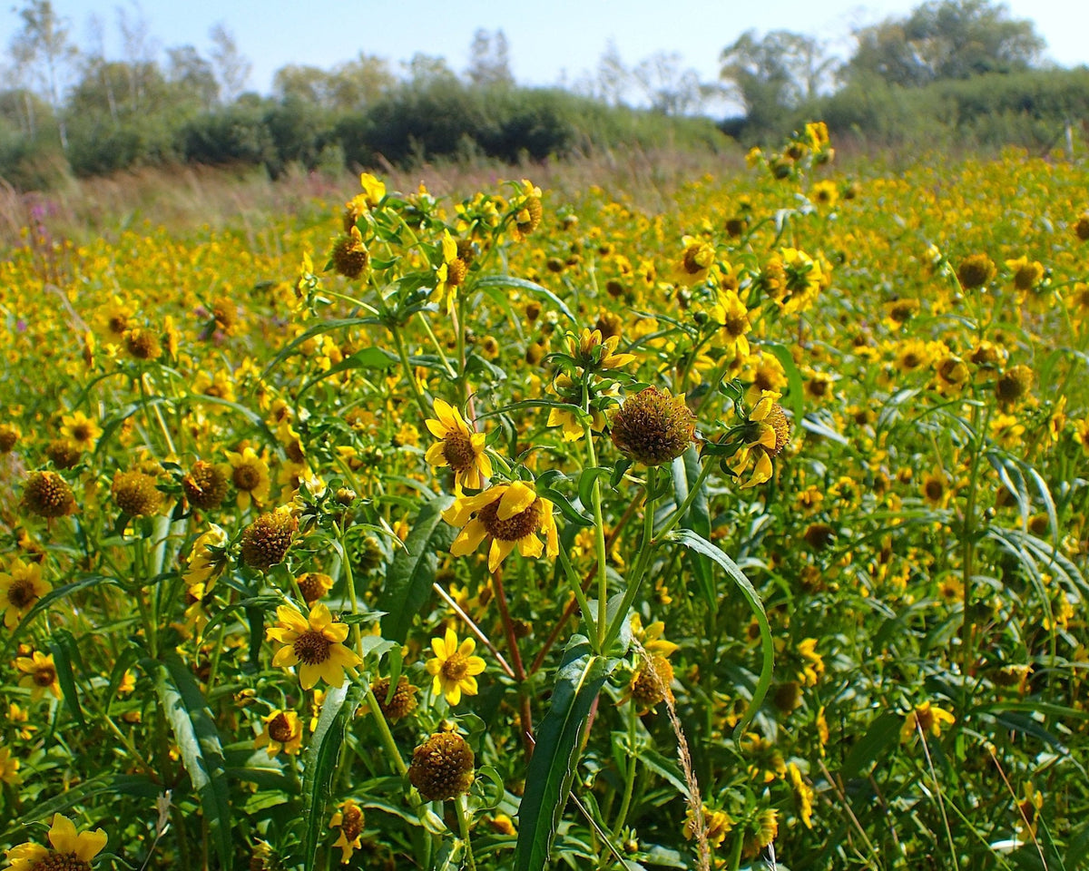 bur marigold seeds Nodding Bur-Marigold Seeds (Bidens cernua)