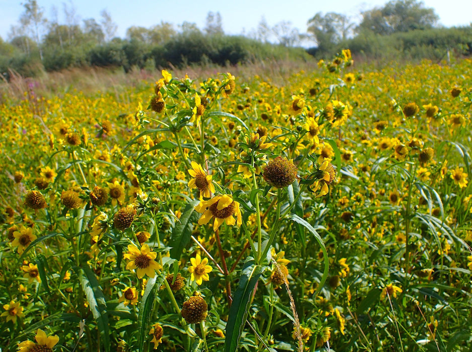 Nodding Bur-Marigold Seeds (Bidens cernua) - Northwest Meadowscapes
