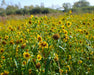 Nodding Bur-Marigold Seeds (Bidens cernua) - Northwest Meadowscapes