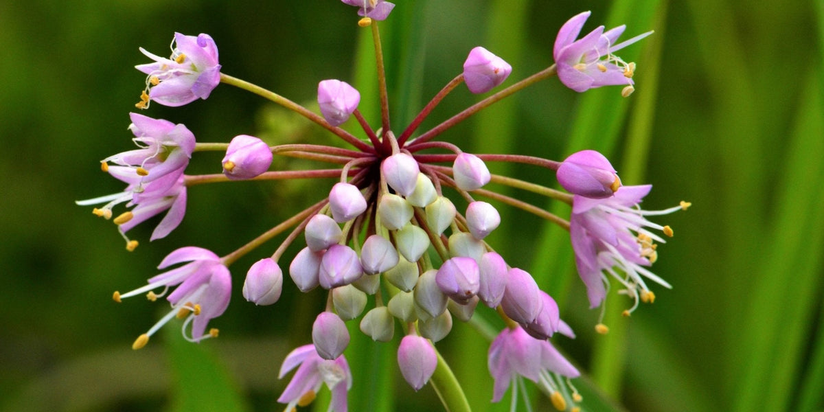 allium seeds planting Nodding Pink Onion Seeds (Allium cernuum) — Northwest Meadowscapes