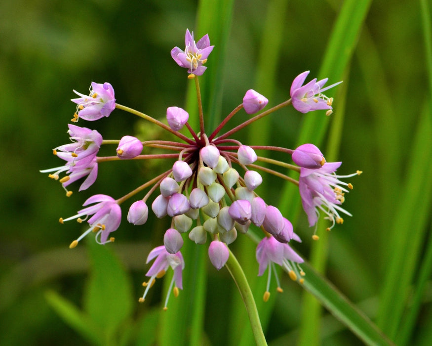 onion seed flower Nodding Pink Onion Seeds (Allium cernuum)
