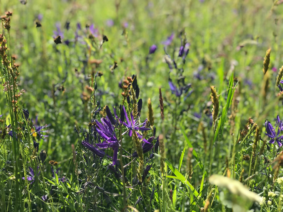prairie grass and wildflower seed mix Northwest Prairie Mix — Northwest Meadowscapes