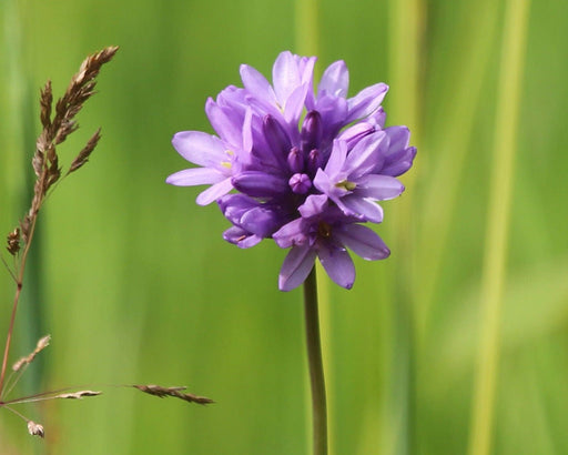 Ookow Seeds (Dichelostemma congestum) - Northwest Meadowscapes