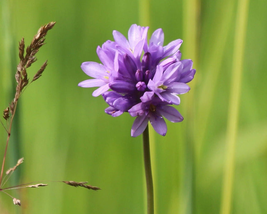 Ookow Seeds (Dichelostemma congestum) - Northwest Meadowscapes