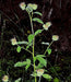 Oregon Phacelia Seeds (Phacelia nemoralis) - Northwest Meadowscapes