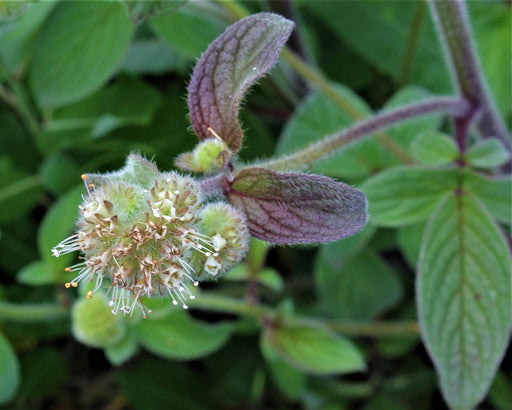 Oregon Phacelia Seeds (Phacelia nemoralis) - Northwest Meadowscapes