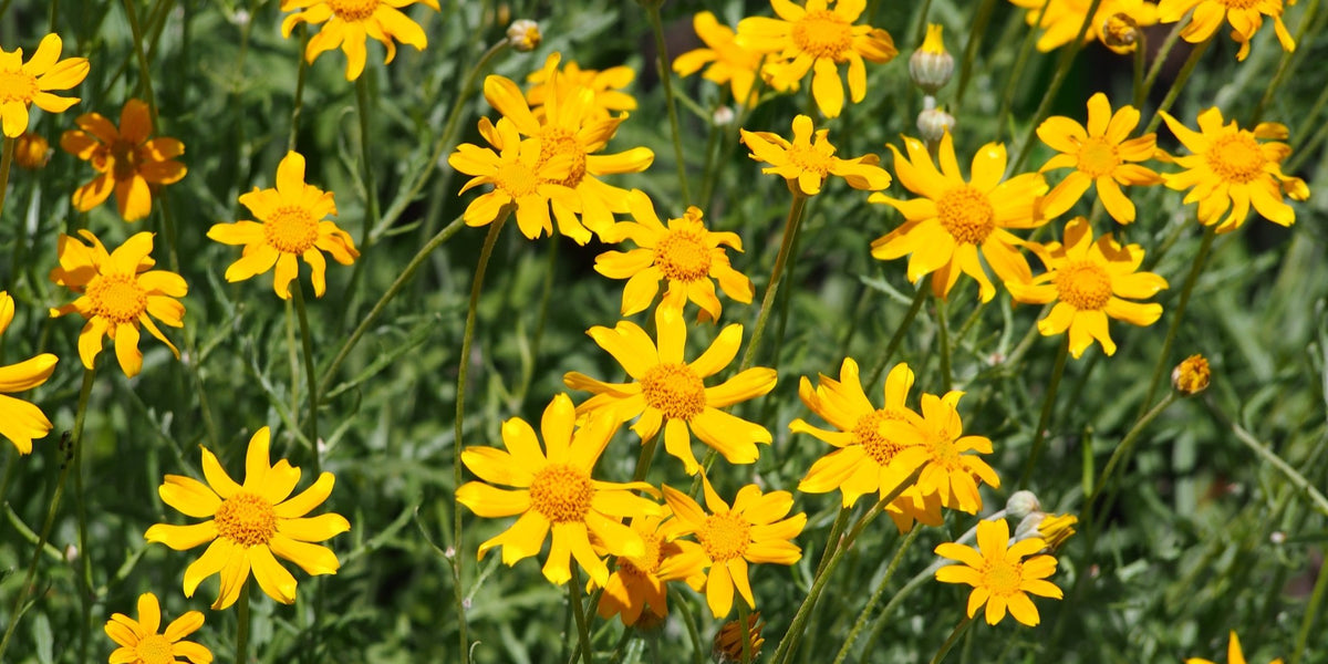 Oregon Sunshine / Wooly Sunflower Seeds (Eriophyllum lanatum
