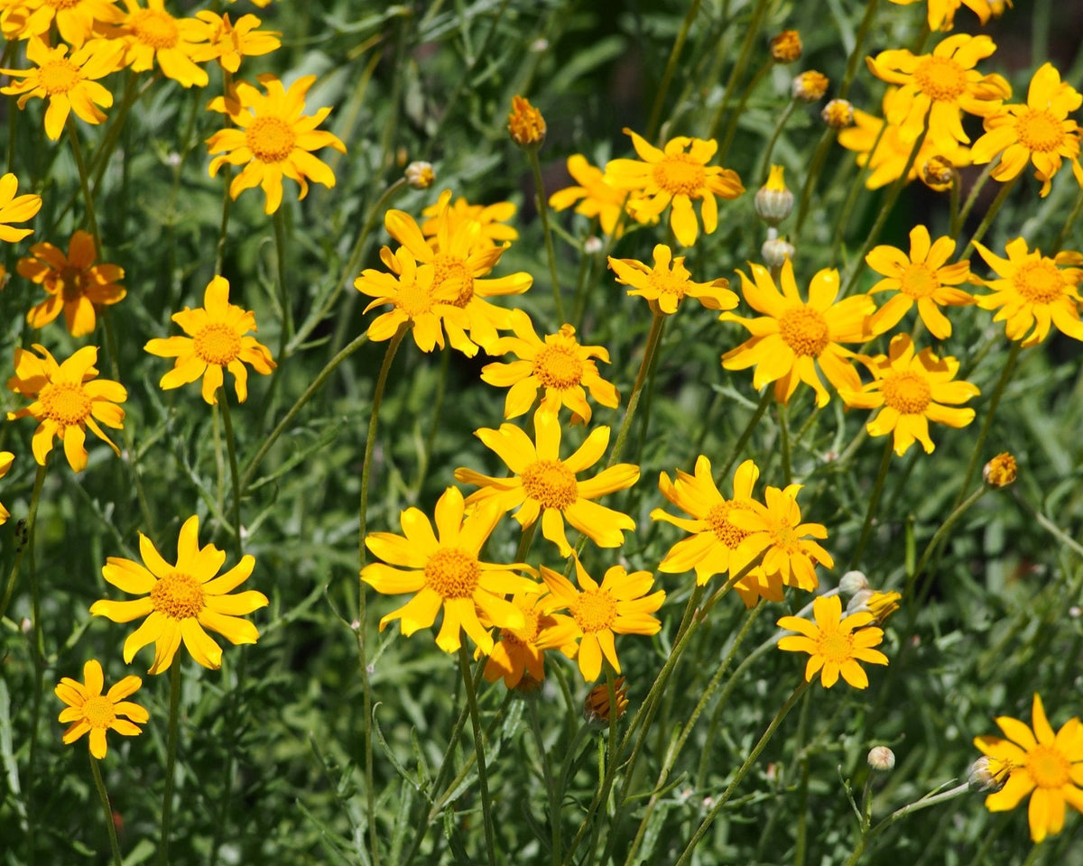 sunshine flower seeds Oregon Sunshine / Wooly Sunflower Seeds (Eriophyllum lanatum) — Northwest Meadowscapes