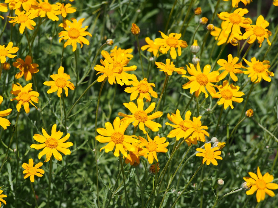 Oregon Sunshine / Wooly Sunflower Seeds (Eriophyllum lanatum) - Northwest Meadowscapes