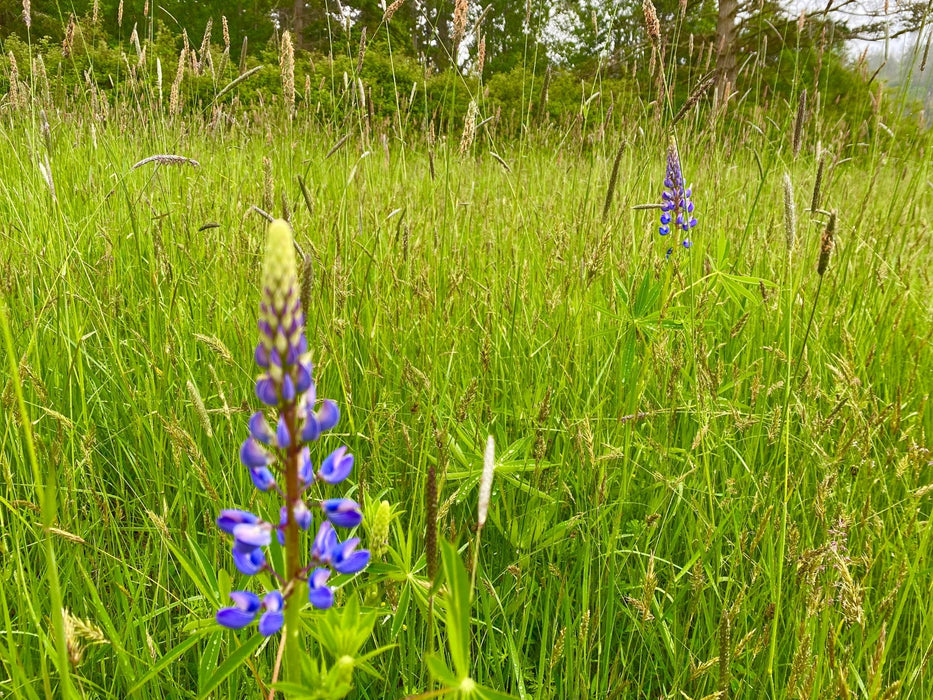 wild flower seeds on grass Overseeding Mix – Add Wildflowers to Existing Grass Areas