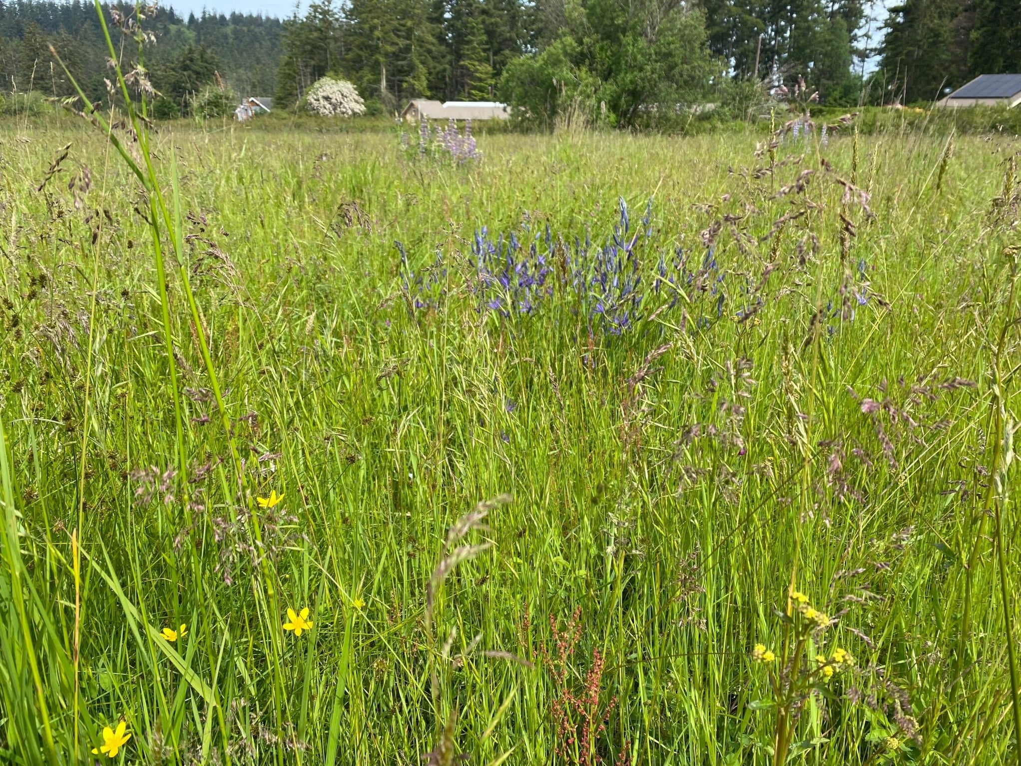 Overseeding Mix Add Wildflowers to Existing Grass Areas — Northwest
