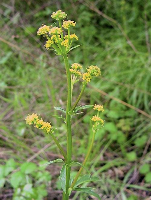snake root plant images Pacific Snakeroot Seeds (Sanicula crassicaulis)