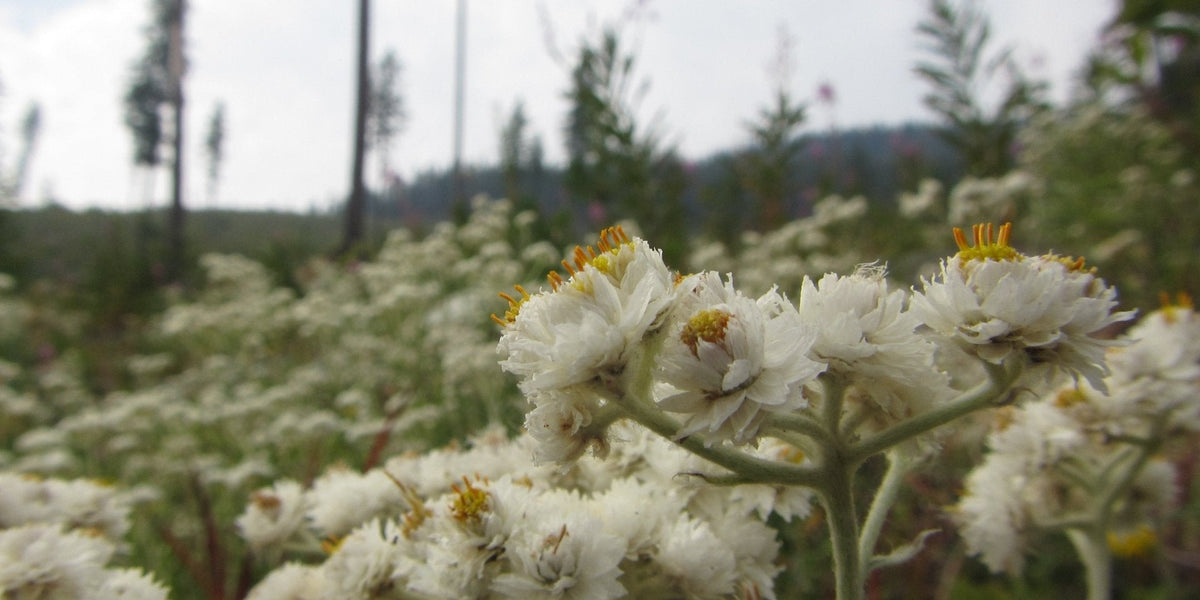 life everlasting plant seeds Pearly Everlasting Seeds (Anaphalis margaritacea) — Northwest Meadowscapes