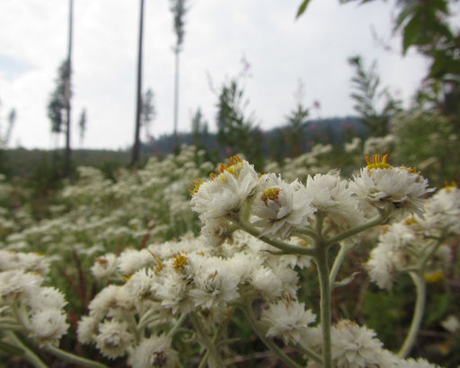 Pearly Everlasting Seeds (Anaphalis margaritacea) - Northwest Meadowscapes