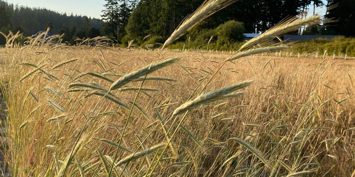 rye plant Perennial Forest Rye / Waldstaudenroggen (Secale multicaule)