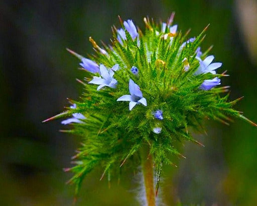 Pincushion Navarretia Seeds (Navarretia squarrosa) - Northwest Meadowscapes