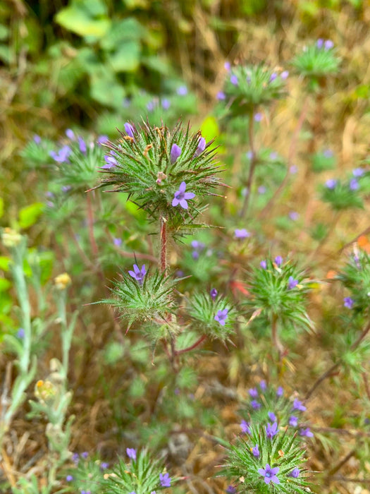 Pincushion Navarretia Seeds (Navarretia squarrosa) - Northwest Meadowscapes
