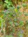 Pincushion Navarretia Seeds (Navarretia squarrosa) - Northwest Meadowscapes