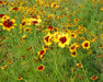 Plains Coreopsis Seeds (Coreopsis tinctoria) - Northwest Meadowscapes